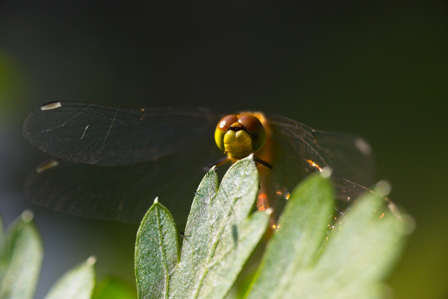 A close-up macro photograph of a dragonfly perched on a green leaf, featuring large compound eyes in greenish-yellow and reddish-brown tones, transparent veined wings catching golden sunlight with shimmering reflections, and a dark blurred background that emphasizes the subject.